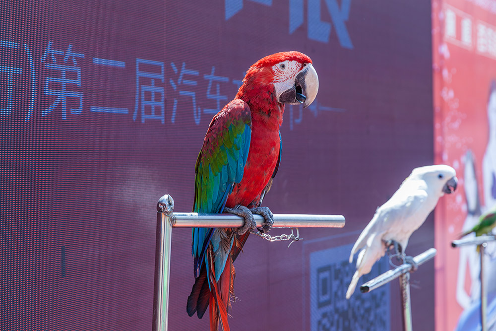 【車展第一天】遇到那個TA，放棄蘋果8......